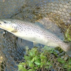 また高島の泉へ